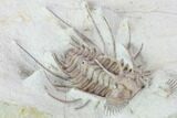 Rare, Spiny Ceratonurus Trilobite - Black Cat Mountain #103890-1